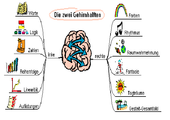 Die Zwei Gehirnhälften